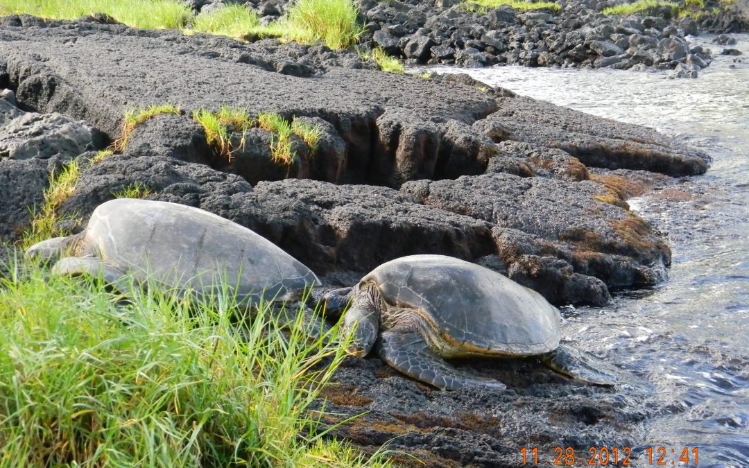Hawaii 火山大島 或  茂宜島